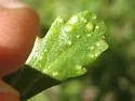 Baccharis Leaf Blister Mite - photo 4
