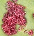Aceria calaceris - photo 3