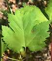 Aceria calaceris - photo 4