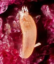 Aceria calaceris - photo 5