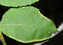 Pecan Leaf Roll Mite