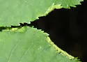Pecan Leaf Roll Mite - photo 2