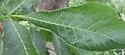 Pecan Leaf Roll Mite - photo 3