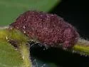 Aceria caulis