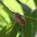 Aceria caulis - photo 2