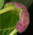 Aceria caulis - photo 5