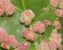 Aceria cephalanthi - photo 4