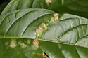 Aceria cephalanthi - photo 5