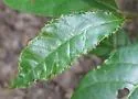 Aceria dina