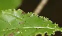 Aceria dina - photo 4