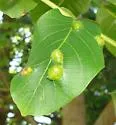 Walnut Erineum Mite