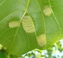 Walnut Erineum Mite - photo 2