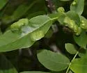 Walnut Erineum Mite - photo 4