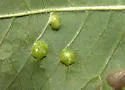 Aceria fraxini