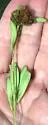 Ash Flower Gall Mite