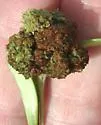 Ash Flower Gall Mite - photo 2