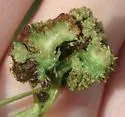 Ash Flower Gall Mite - photo 3