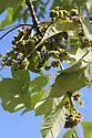 Ash Flower Gall Mite - photo 4