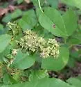 Ash Flower Gall Mite - photo 5