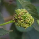 Aceria lantanae - photo 2