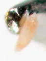 Aceria lantanae - photo 3