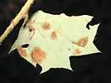 Aceria mackiei - photo 2