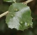 Aceria mackiei - photo 5
