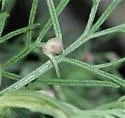 Aceria paracalifornica