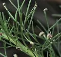 Aceria paracalifornica - photo 2