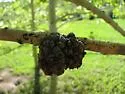 Poplar Bud Gall Mite