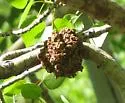 Poplar Bud Gall Mite - photo 3