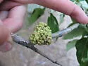 Poplar Bud Gall Mite - photo 4