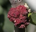 Poplar Bud Gall Mite - photo 5