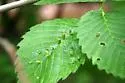 Elm Fingergall Mite - photo 2