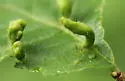 Elm Fingergall Mite - photo 3