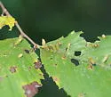 Elm Fingergall Mite - photo 4