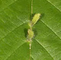 Elm Fingergall Mite - photo 5