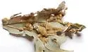 Oak Blister gall mite