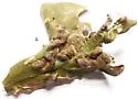 Oak Blister gall mite - photo 2