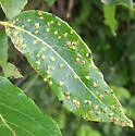 Aceria theospyri