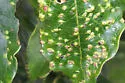 Aceria theospyri - photo 2