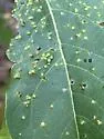 Aceria theospyri - photo 4