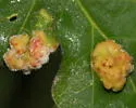 Aceria trichophila