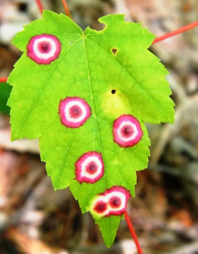 Ocellate Gall Midge