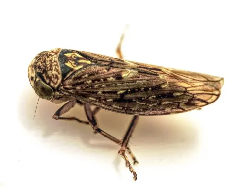 Acericerus heydenii