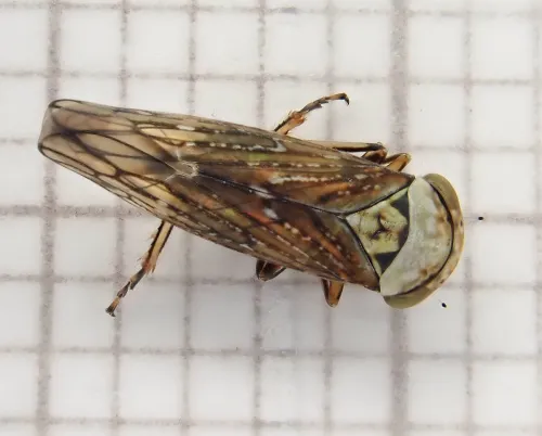 Acericerus ribauti