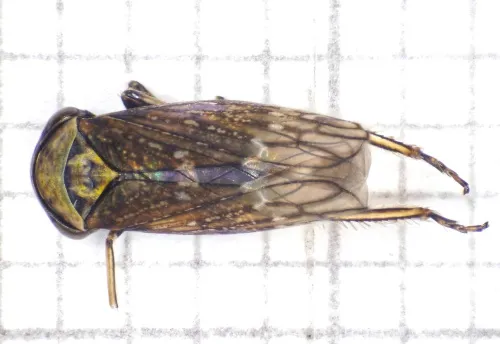 Acericerus ribauti - photo 3