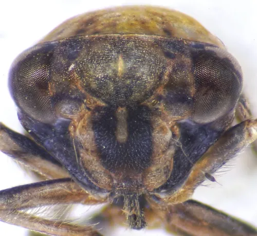 Acericerus ribauti - photo 4