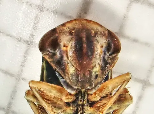 Acericerus ribauti - photo 6