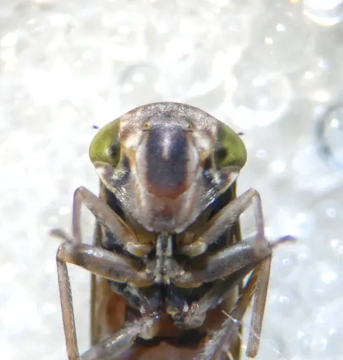 Acericerus ribauti - photo 8